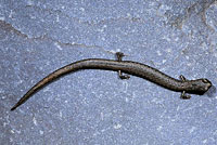 Lesser Slender Salamander