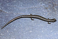 Lesser Slender Salamander