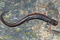Garden Slender Salamander