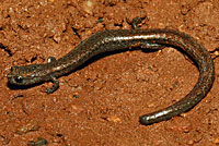Garden Slender Salamander
