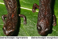San Simeon Slender Salamander Comparison