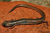 Channel Islands Slender Salamander