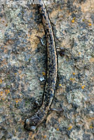 Channel Islands Slender Salamander