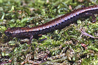 Greenhorn Mountains Slender Salamander