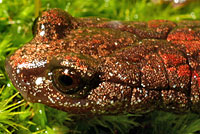 Tehachapi Slender Salamander