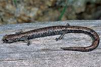 Tehachapi Slender Salamander
