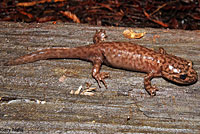 California Giant Salamander