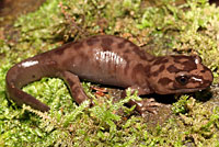 California Giant Salamander