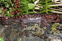 Coastal Giant Salamander