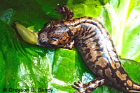 Coastal Giant Salamander