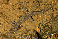Coastal Giant Salamander larva
