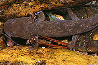 Coastal Giant Salamander neotene