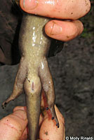 Coastal Giant Salamander neotene