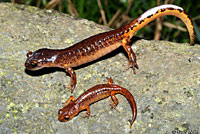 When threatened, Ensatina assume a defensive pose with their bodies raised up off the ground and their tails elevated. They release a white poisonous fluid from glands on their tail and head. 