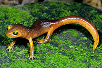 Yellow-eyed Ensatina