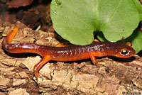 Yellow-eyed Ensatina