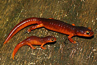 Yellow-eyed Ensatina