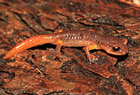 Yellow-eyed Ensatina