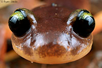 Yellow-eyed Ensatina