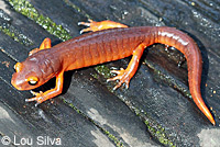 Yellow-eyed Ensatina