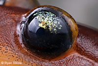 Yellow-eyed Ensatina