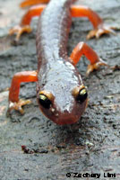 Yellow-eyed Ensatina