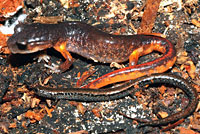California Slender Salamander and ensatina