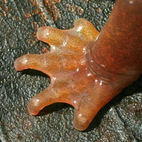 Limestone Salamander foot