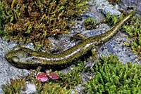 Limestone Salamander