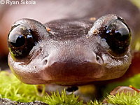 Limestone Salamander foot