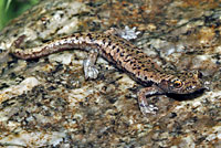 Mount Lyell Salamander