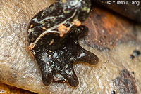 Shasta Salamander