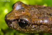 Shasta Salamander