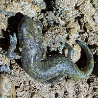 Wintu Shasta Salamander