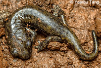 Wintu Shasta Salamander