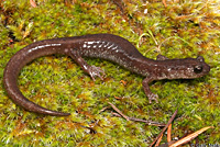 Scott Bar Salamander