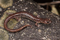 Scott Bar Salamander
