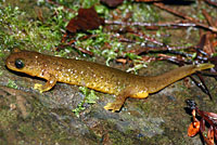 Southern Torrent Salamander