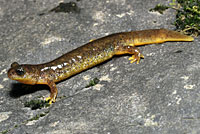 Southern Torrent Salamander