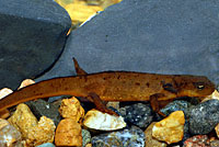 Rough-skinned Newt larva