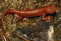 Rough-skinned Newt