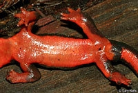 Red-bellied Newt