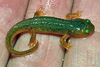 California Newt Larva