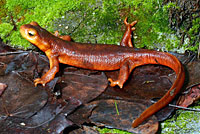 Sierra Newt