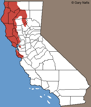Rough-skinned Newt California Range Map