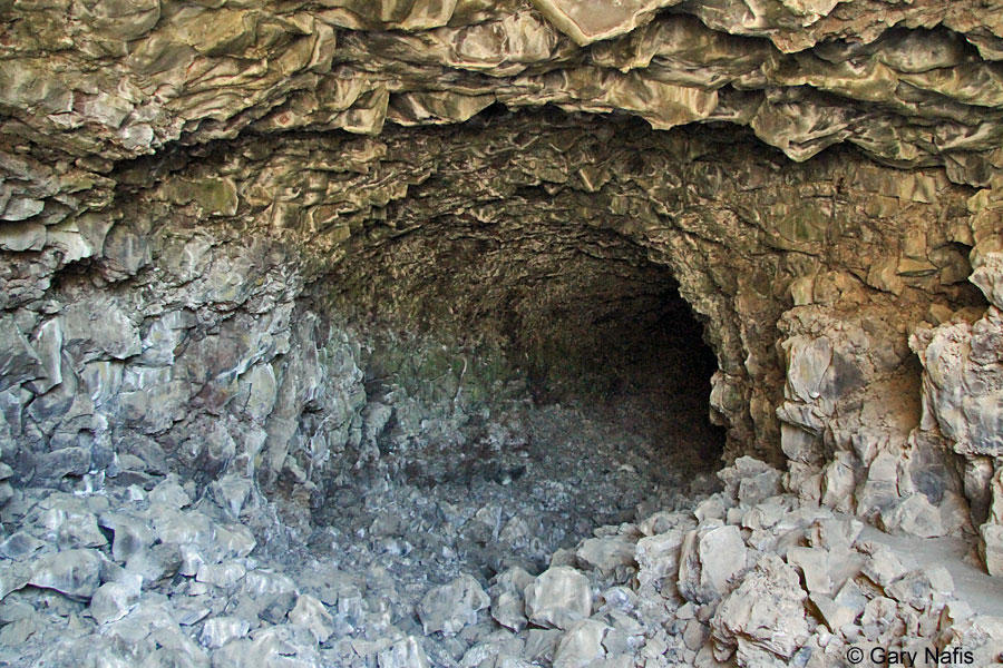 Northern Rubber Boa Charina bottae