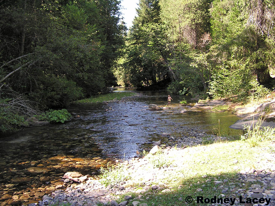 Northern Rubber Boa Charina bottae