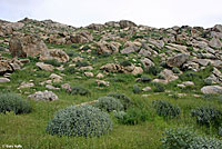 Granite Spiny Lizard Habitat