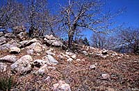 San Bernardino Mountain Kingsnake habitat