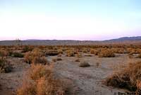 Western Diamond-backed Rattlesnake Habitat